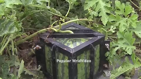 Watermelon production.