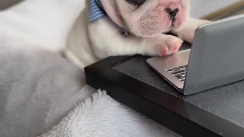 Tag someone who needs to see this! 🐕🐾" The funniest pet fail you'll see today 🐾💖