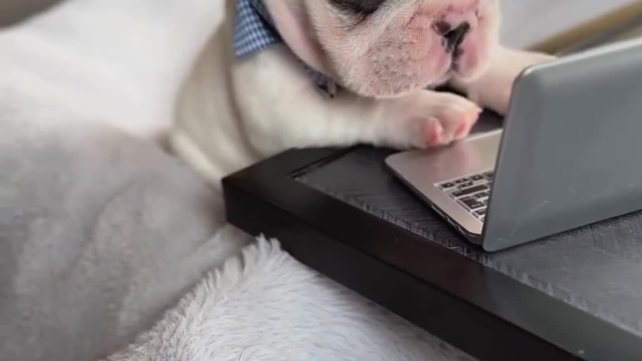 Tag someone who needs to see this! 🐕🐾" The funniest pet fail you'll see today 🐾💖