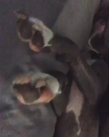 Cutest video of a guy with his pitbull