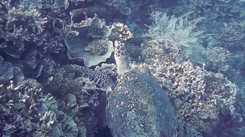 Diving deep under the coral reef, scuba driver discovered a sea turtle