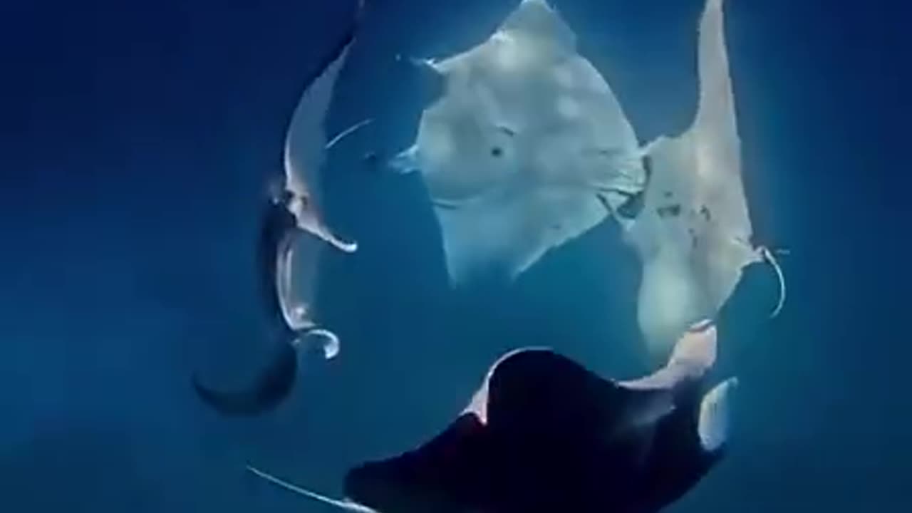 Manta Rays courtship dance 😊👍