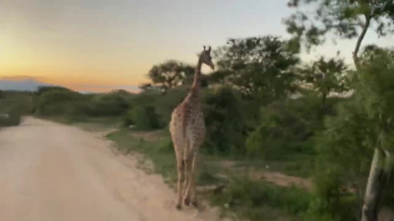 Wild Life Encounter South Africa of Marvin Life