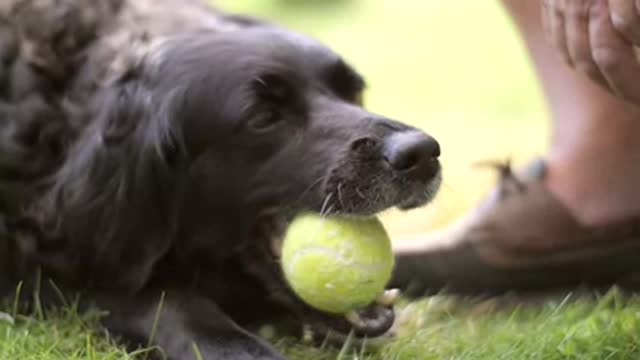 Dog Chewing Tennis Ball free