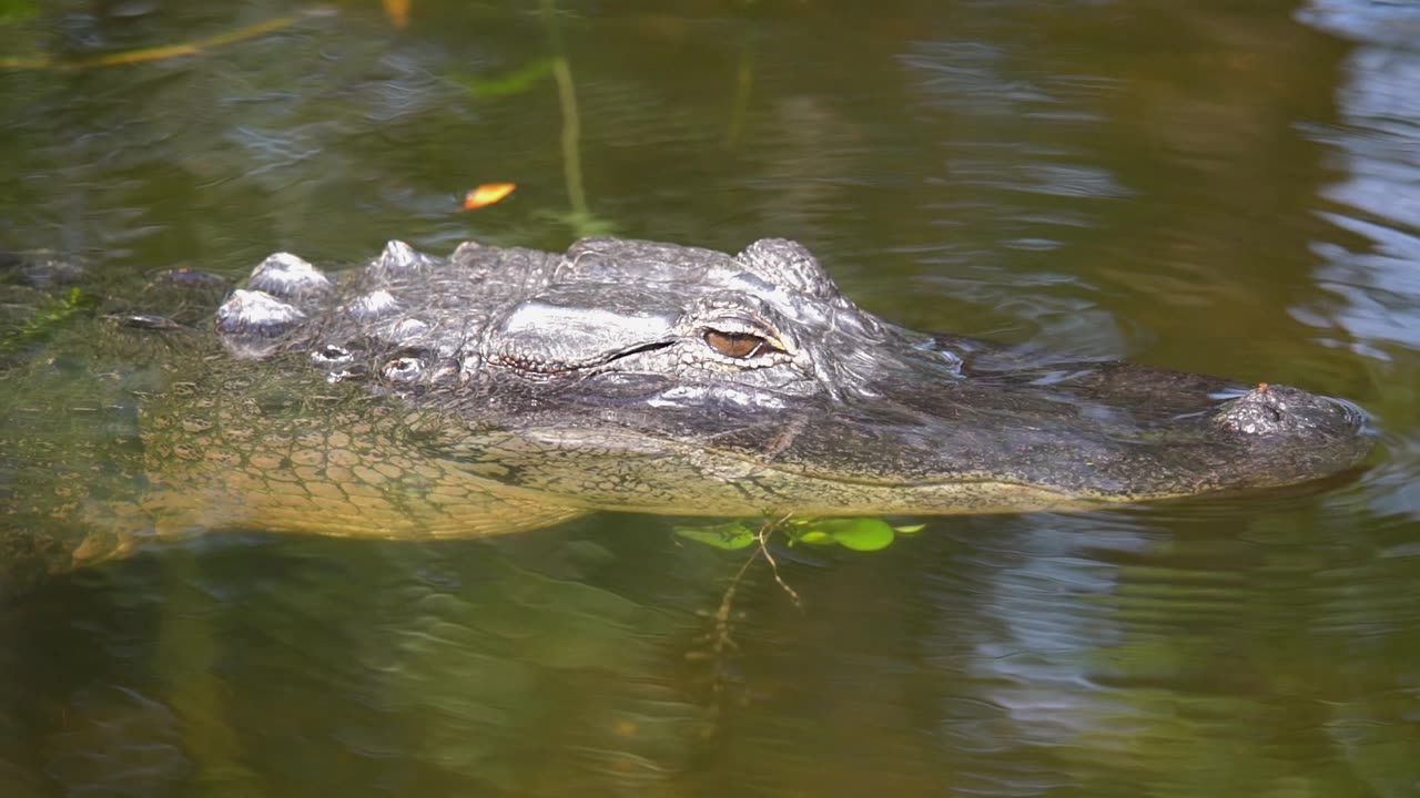 Florida Gator