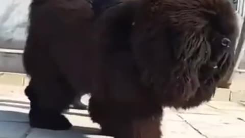 Beautiful Baby Dogs -Cute And Funny Dog Videos Compilation