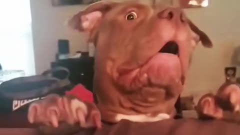 Dogs go to great lengths to play with their owners.