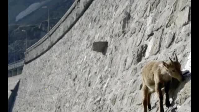 This lamb is on the cliff face. It looks pathetic. How should it go up