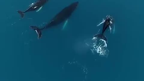 the whales