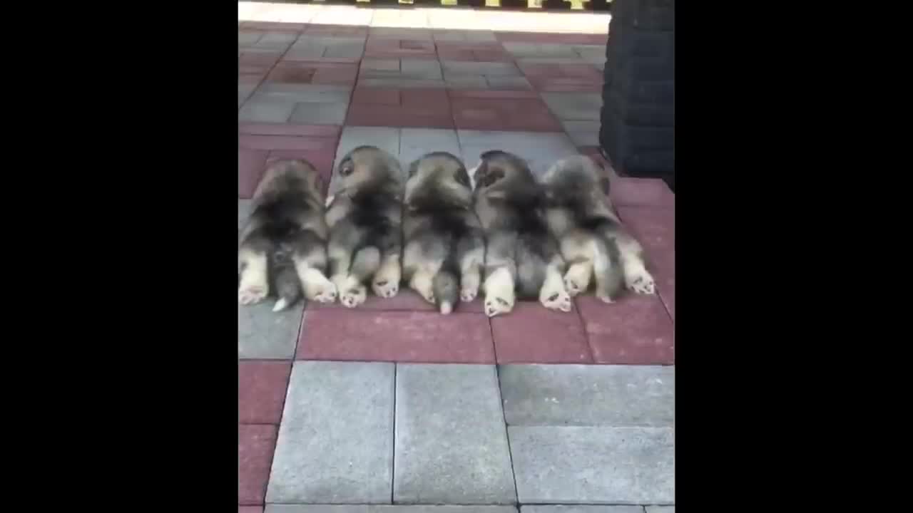 super fluffy cute dog