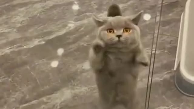 Release this catππ