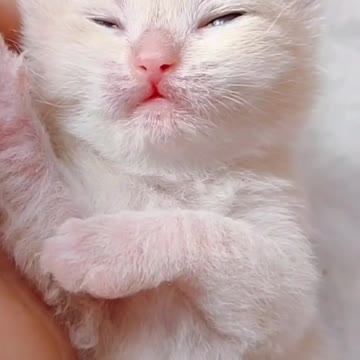 I Love Cats 🐈❤️