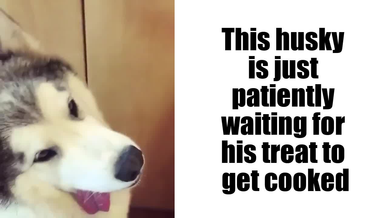 This husky is patiently waiting for his treat to be cooked.