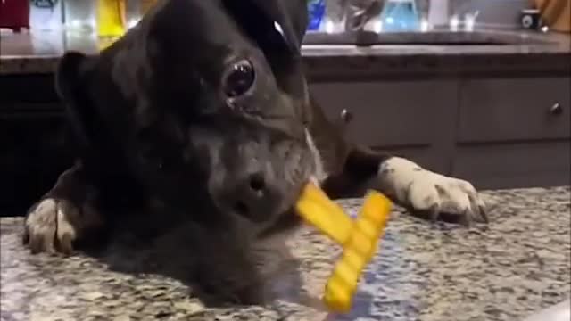 dog did not give up