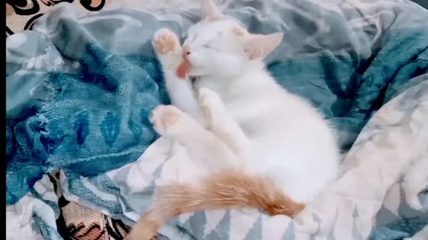 Kitten grooming itself