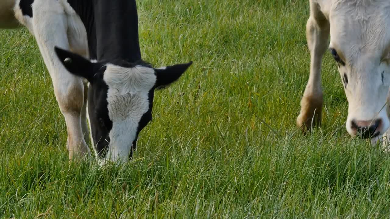 Cows grazing on a green meadow