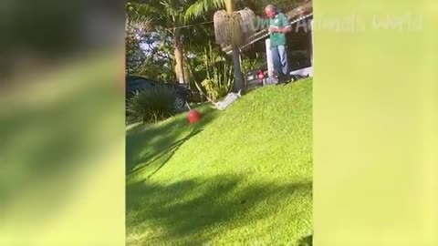 Funniest Cats and Dogs video l laugh laugh