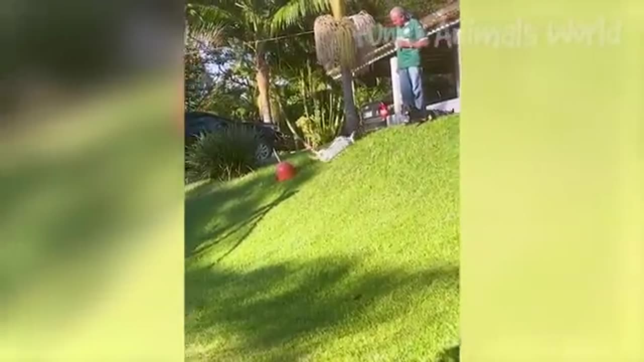 Funniest Cats and Dogs video l laugh laugh