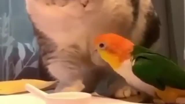 Funny & Cute love bird vs Kitty 😂