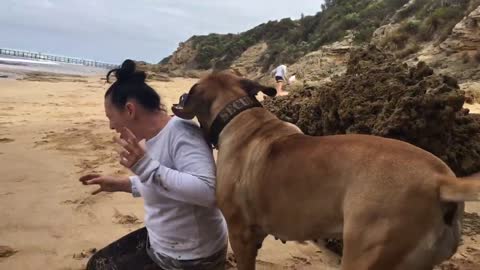 Boerboel playing with Mum at the beach