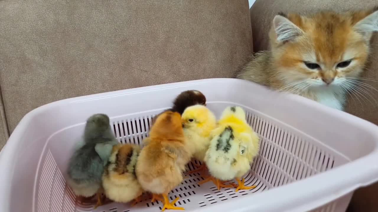 Scottish straight and Chicks. Cute video