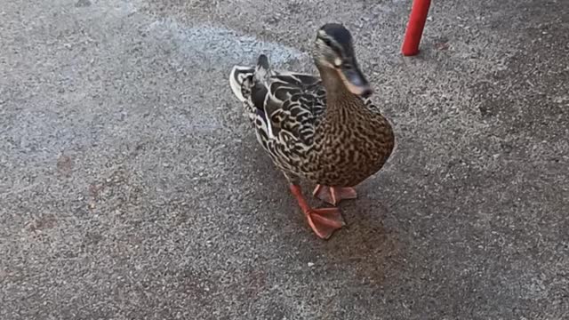 Hungry duck