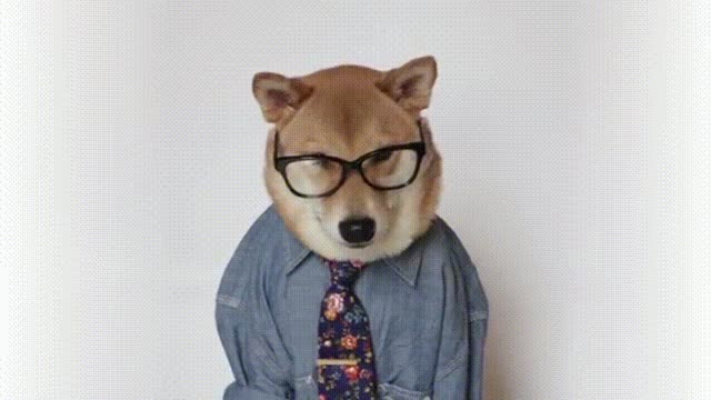 Doctor dog gif video