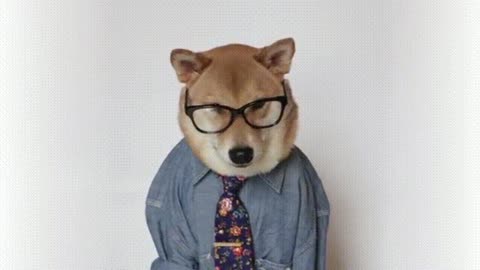 Doctor dog gif video