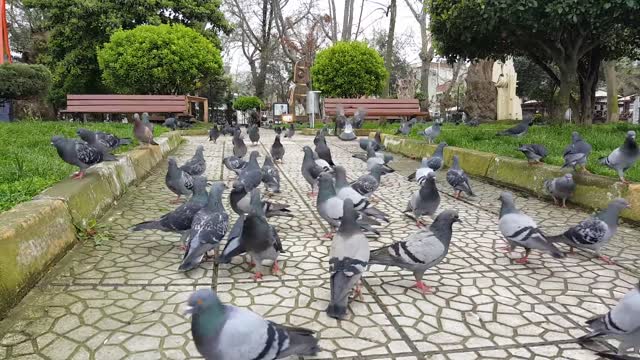 Pigeons are beautiful birds