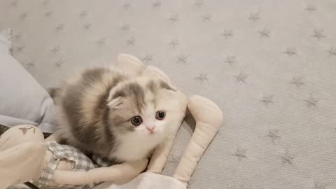 |cute kitten| short leg cat