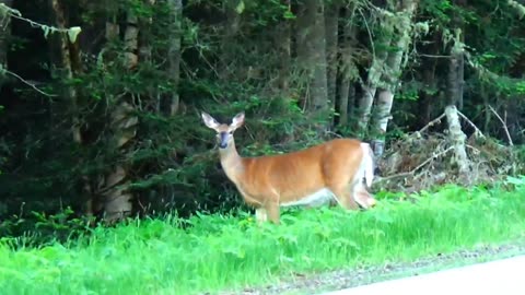 White-tailed deer