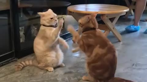 Hhhhh. My cats play