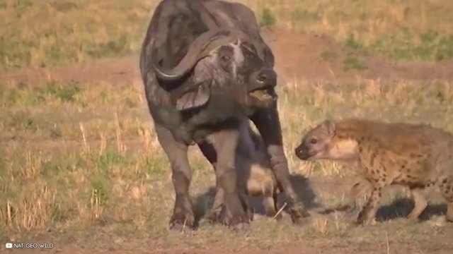 12 Times Hyenas Messed With The Wrong Animals