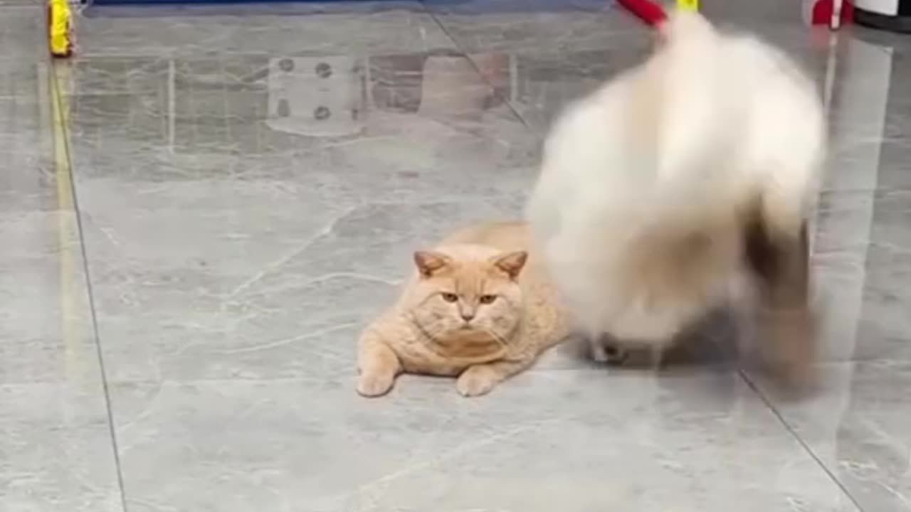 Funny cat