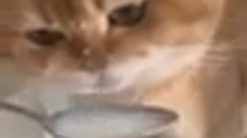 Cate vedio