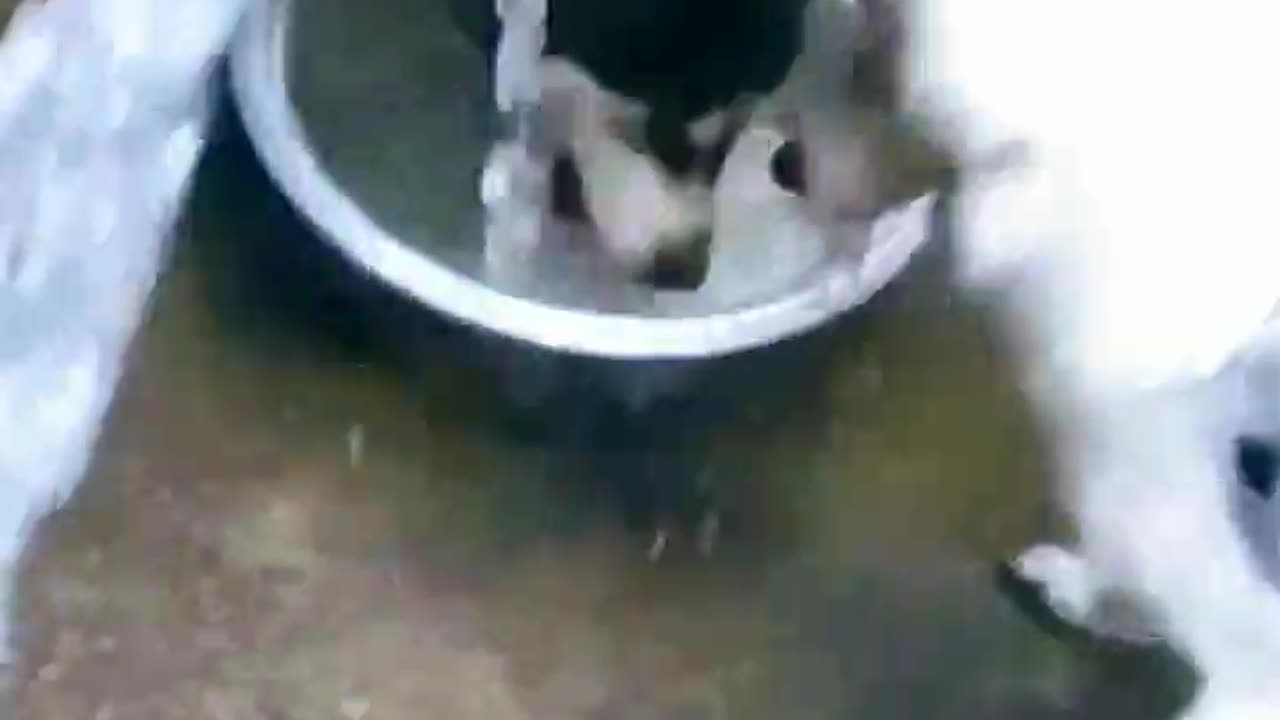 New funny animals | cat and dog videos....