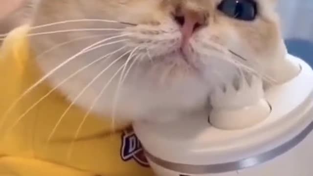 I like massage Cat Compilation Funny Video 2022 😍😂🤣