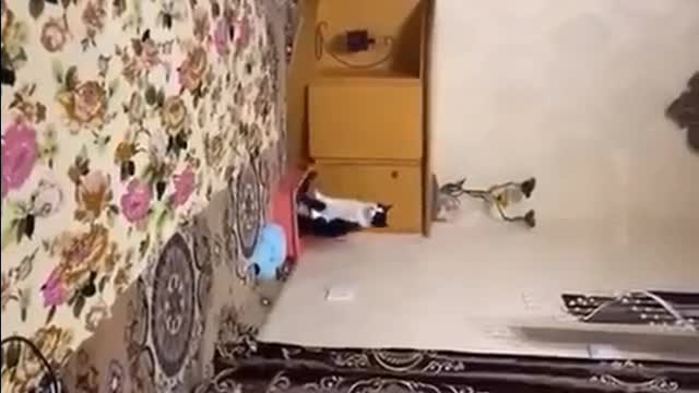 Funny Cat Videos 😂🐈.. TRY NOT TO LAUGH video compilation.