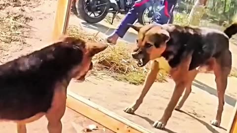 Funny dog vs mirror