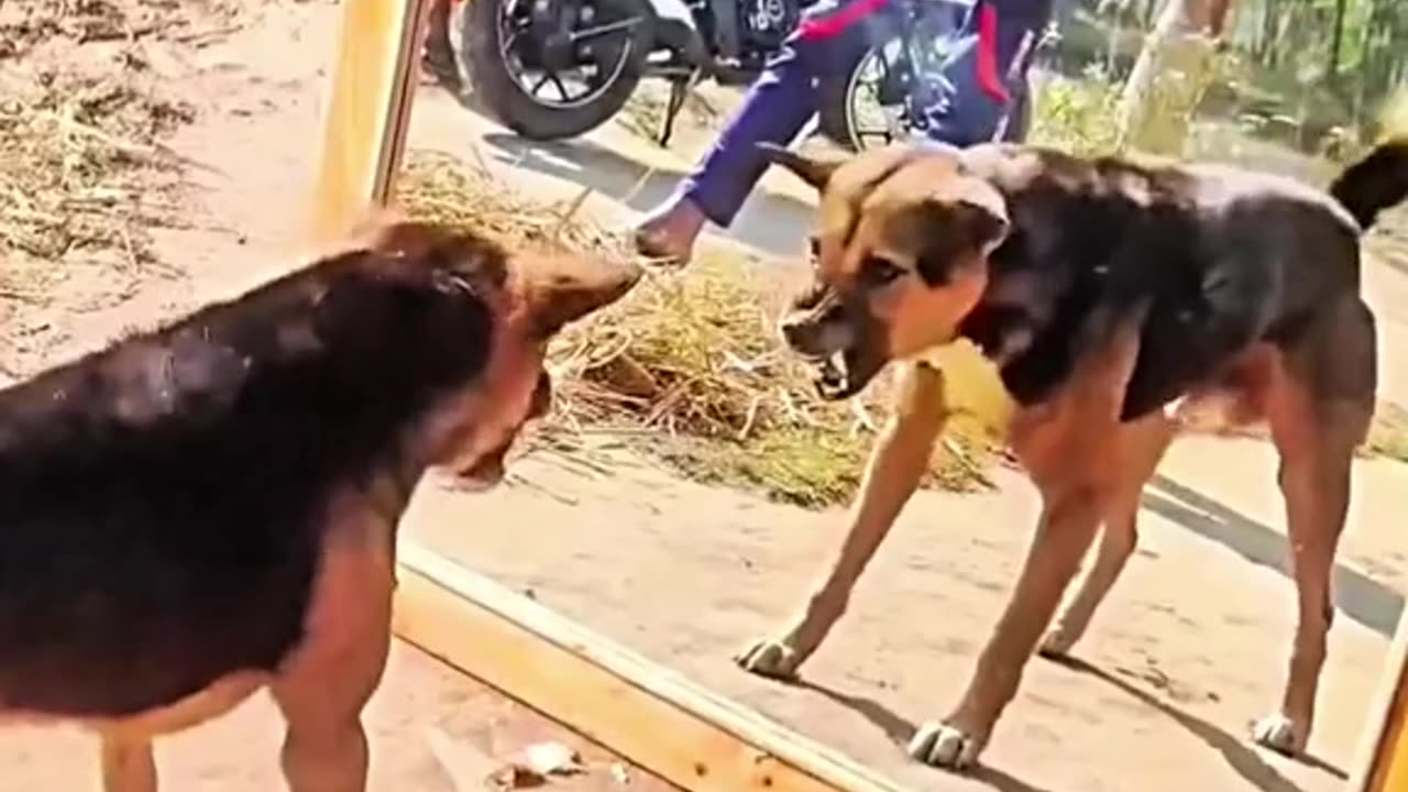 Funny dog vs mirror