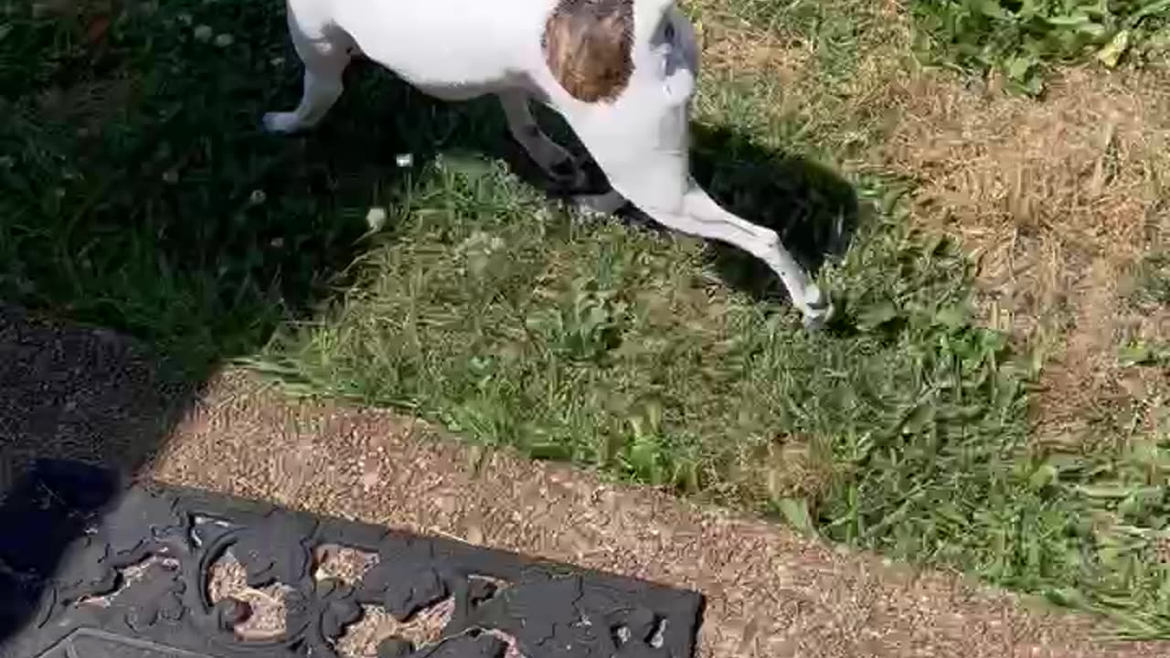 Princess loVes going outside