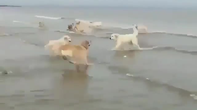 Group of goldens jumbing on water & Spend great time with dogs on beach