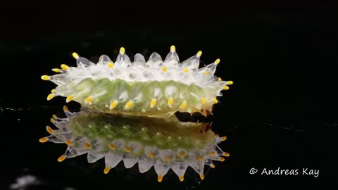 Not A Jelly Baby but a Jewel Caterpillar from Ecuador