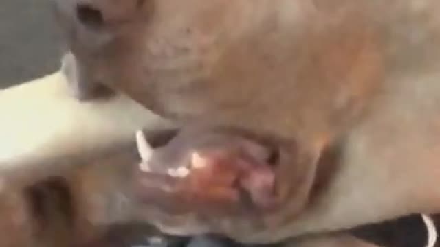 The Dog look like a man