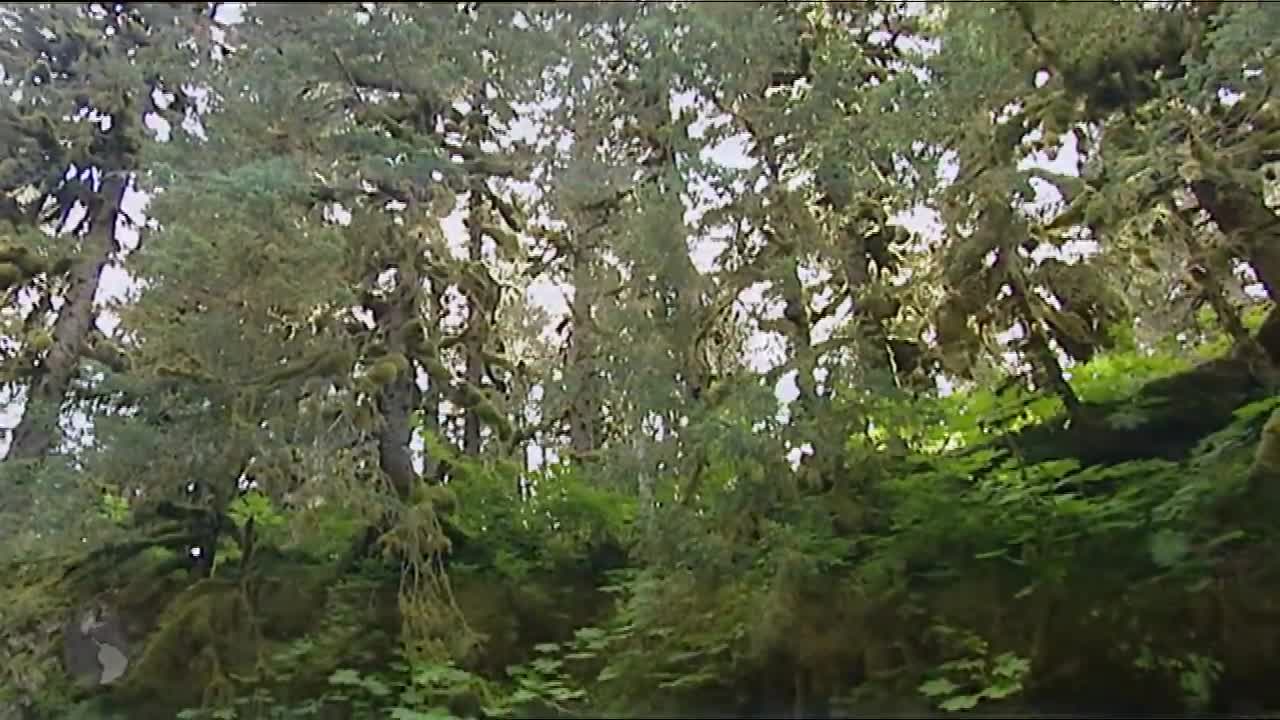 Osos gigantes de alaska