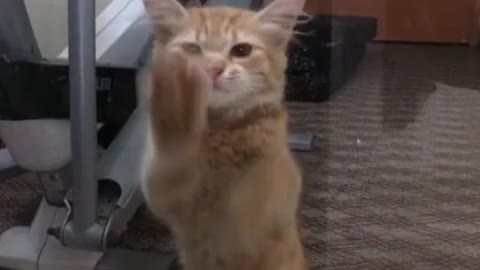 Kitten cat funny dance video 🥰