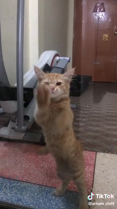 Kitten cat funny dance video 🥰