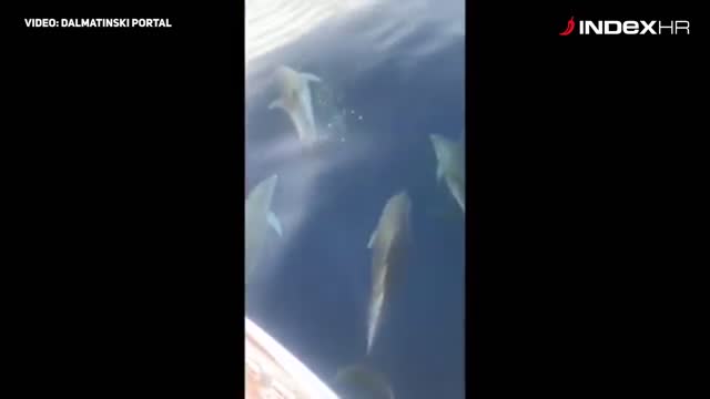 Dupini u Jadranu odušeljavaju turiste