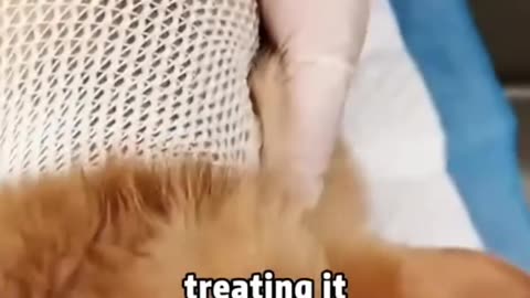 A muscular kitten