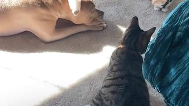 Tiny Kitten Meets His New Brothers And Falls In Love
